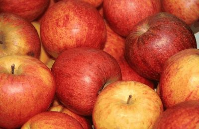 We take a bite out of a juicy topic this month: apple. Find the history of the word in many languages.