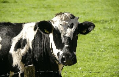 Every mammal is given milk as a baby, which provides it is with much needed nutrients. Such a basic food provides us with a great way to compare language as we examine its etymology.