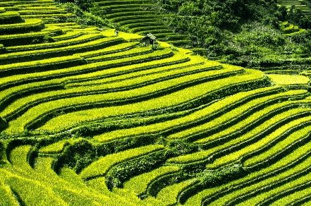 Tiered rice fields in Yen Bai, Vietnam